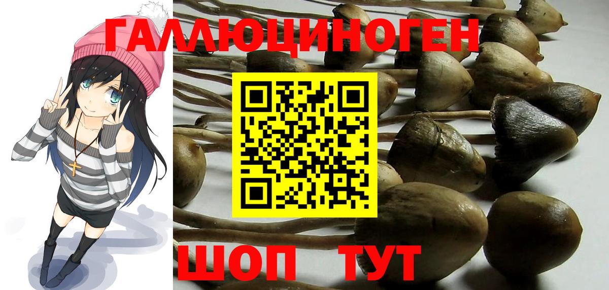 Псилоцибиновые грибы Psilocybe  Вход с VPN  что такое наркотик  Дагестанские Огни 